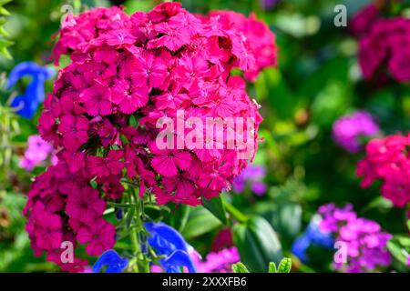 Close up of red sweet william flower Stock Photo