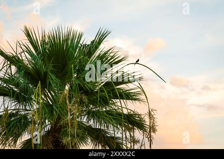 A little bird perched on a lush palm tree against a backdrop of a soft, pastel-colored sky in Sun City, Arizona Stock Photo