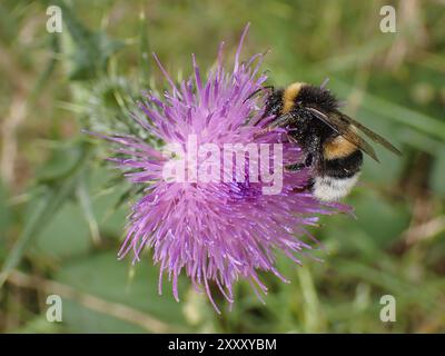 Bellflower bumblebee (Bombus soroeensis), on flower, blurred background, North Rhine-Westphalia, Germany, Europe Stock Photo