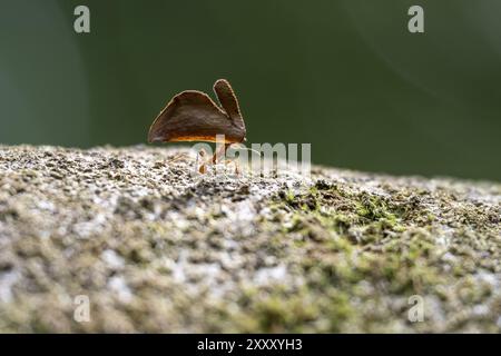 Leaf-cutter ant (Atta cephalotes) carrying a piece of leaf, Corcovado National Park, Osa Peninsula, Puntarena Province, Costa Rica, Central America Stock Photo