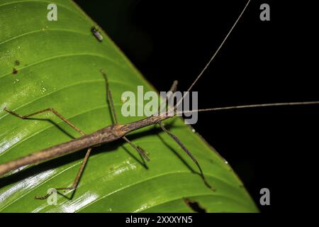 Stick insect (Phasmatodea) sitting on a leaf, at night in the tropical rainforest, Refugio Nacional de Vida Silvestre Mixto Bosque Alegre, Alajuela pr Stock Photo