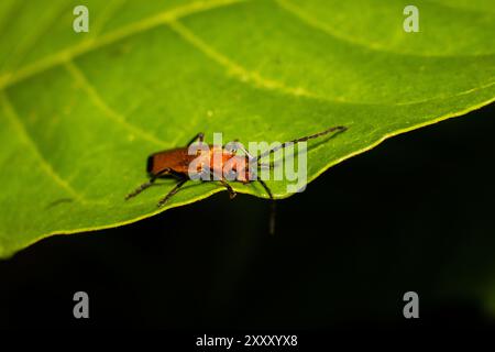Macro photo of little bug in high detail. Close up photo of insects perched on leaves. Macro photo of Longhorn Beetles or Stictoleptura in high resolu Stock Photo