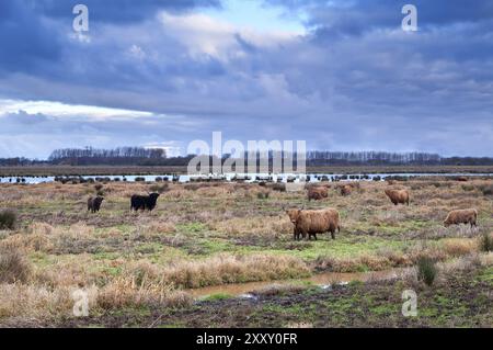 Scottish cattle on wild meadows at clouded weather Stock Photo