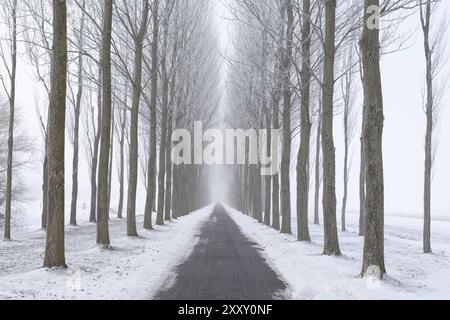 Bike path between frosted tree rows in winter fog Stock Photo
