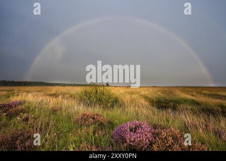 Colorful rainbow over swamp with flowering pink heather Stock Photo