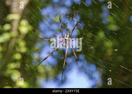 Golden silk spider, Nephila, golden silk orb-weavers Stock Photo
