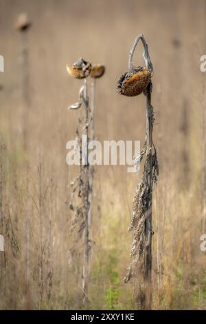 Brown withered sunflower with hanging head against a blurred beige background Stock Photo