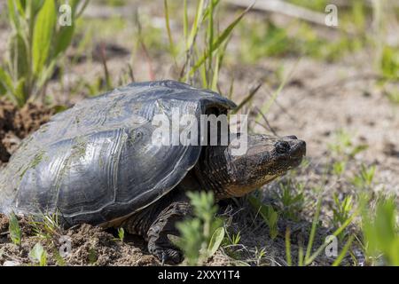 The common snapping turtle laying eggs Stock Photo