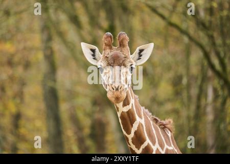 Reticulated giraffe (Giraffa camelopardalis reticulata), portrait, Germany, Europ, Europe Stock Photo