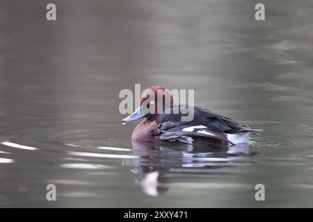 Moorente, Aythya nyroca, Ferruginous Duck Stock Photo