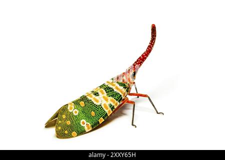 Lantern Fly isolated on white background Stock Photo