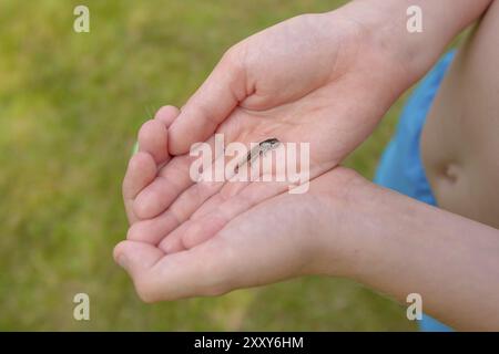 A frog tadpole with developed limbs held in a hand Stock Photo