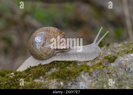 Helix pomatia, common names the Roman snail, Burgundy snail in the forest. Vineyard snail on the forest floor Stock Photo