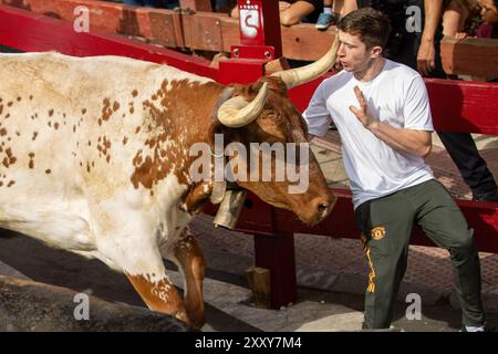 Madrid, Spain. 26th Aug, 2024. A runner dodges a bull during the first day of bull runs in San Sebastian de los Reyes, Madrid. As every year, the Madrid town of San Sebastian de los Reyes has started this morning the celebration of its patron saint festivities and as part of them its bull runs and bullfights. Credit: SOPA Images Limited/Alamy Live News Stock Photo