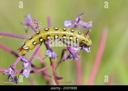 Caterpillar of the Labweed Hawkmoth, Hyles gallii Stock Photo