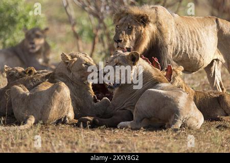 Pride of lions feeding on a buffalo Stock Photo