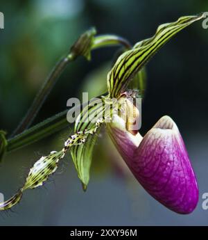 Lady's slipper, also known as Venus slipper, orchid species Stock Photo