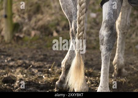 Braided tail of a white horse Stock Photo