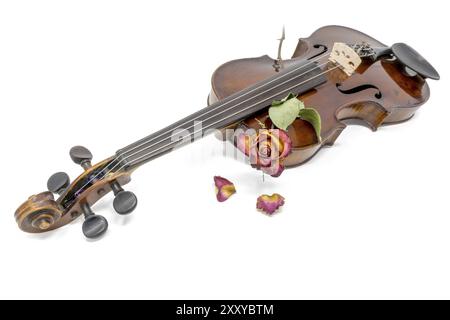 Old shiny violin with withered red and yellow rose blossom cropped on white Stock Photo
