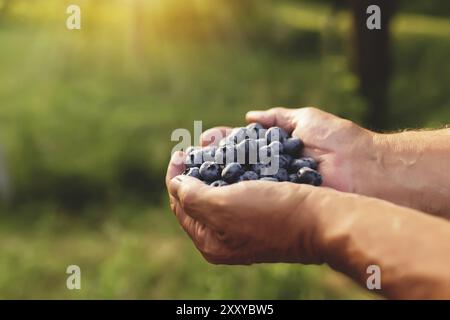 Senior man hands holding heap of fresh cultivated blueberry. Healthy eating and Alzheimer or dementia healing concept. Stock Photo