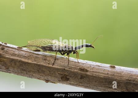 Kamelhalsfliege, Snakeflies, Raphidioptera Stock Photo