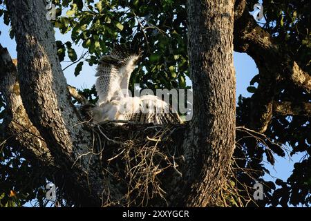 4 month old Harpy Eagle chick, Harpia harpyja, doing flight exercise in the nest, Alta Floresta, Amazon, Brazil, South America Stock Photo