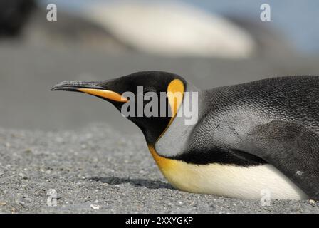 Portrait of a King Penguin Aptenodytes patagonica, South Georgia Island Stock Photo