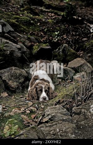 English Springer Spaniel during a forest walk Stock Photo