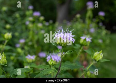 Abstract texture background of blooming wild bergamot (monarda fistulosa) flowers in a summer garden Stock Photo