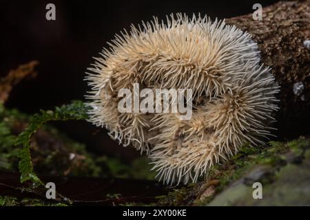 A close up of an unusual white fungus growing on a stick in Kubah National Park, Malayasia, Borneo. Stock Photo