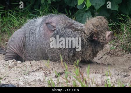 The bornean bearded pig (Sus barbatus) a large boar wallowing on the beach in Bako National Park, Malaysia, Borneo. Stock Photo