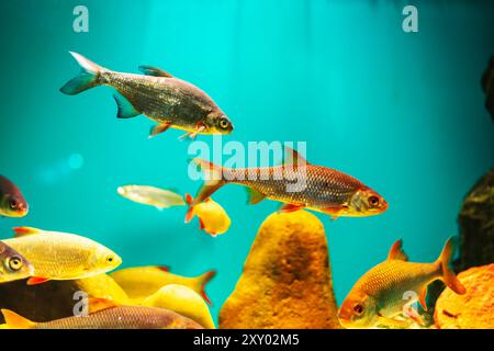 River fish in their natural habitat. Oceanarium, wildlife, colorful underwater world, aquarium. Stock Photo