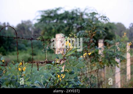 Coffee senna (Senna occidentalis) with yellow flowers arranged in groups : (pix Sanjiv Shukla) Stock Photo