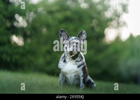 A French Bulldog poses majestically with a serene expression in a natural setting. Stock Photo