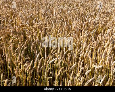 Wheat field (Triticum aestivum) near Siegertsbrunn near Munich in Germany. This type of wheat is also known as common wheat, bread wheat or seed wheat Stock Photo