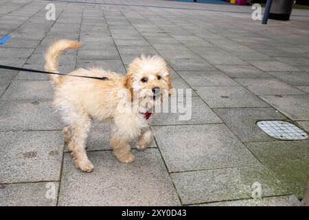 A very cute scruffy brown Cockapoo dog being taken for a walk Stock Photo