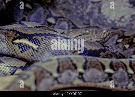 The reticulated python (Malayopython reticulatus) is a python species native to South and Southeast Asia. Stock Photo
