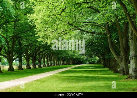 Lime Tree Avenue at Woodperry house outside Oxford, Oxfordshire, England. Stock Photo