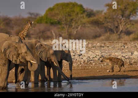 African elephant (Loxodonta africana) drinking at a waterhole in Etosha National Park in Namibia. Spotted Hyaena (Crocuta crocuta) on the prowl Stock Photo