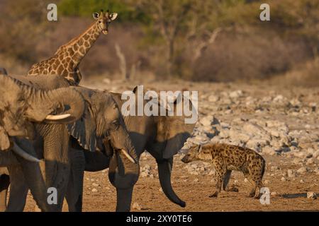 African elephant (Loxodonta africana) drinking at a waterhole in Etosha National Park in Namibia. Spotted Hyaena (Crocuta crocuta) on the prowl Stock Photo