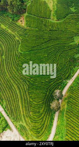 Aerial view of a lush green agricultural field with neat rows of young ...