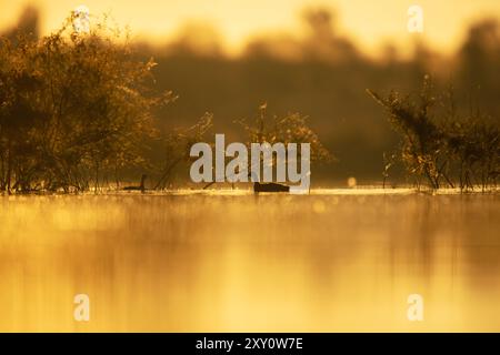 Duck silhouettes glide on a misty lake at sunrise, amidst golden-hued reflections and soft, silhouetted foliage. Stock Photo