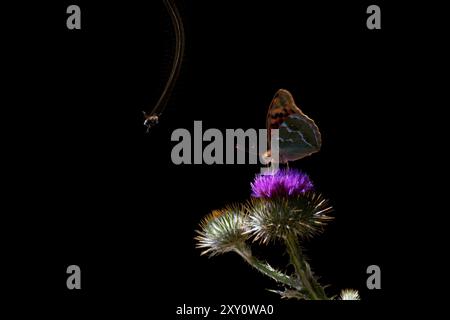 A delicate Painted lady butterfly rests on a vibrant purple thistle against a dark background, showcasing the fine details and beauty of this nocturna Stock Photo