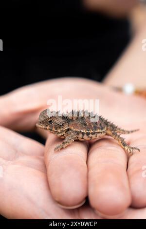 Close-up image of a horned lizard comfortably resting on the open palm of an unrecognizable person, highlighting the creature's textured skin and spik Stock Photo