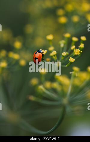 A vivid red ladybug crawls on the delicate yellow flowers of a dill plant, captured in sharp focus with a soft green background. Stock Photo