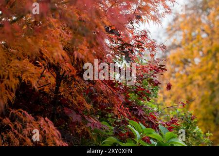Rich autumnal colors dominate this tranquil countryside scene, with a tapestry of red, orange, and yellow leaves set against a soft, overcast sky. Stock Photo