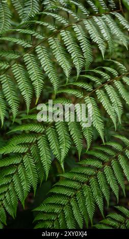 Close-up of vibrant green fern leaves forming intricate patterns in a dense, lush forest environment. Stock Photo