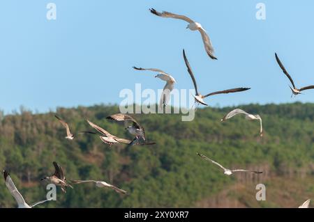 A flock of seagulls elegantly flies over a natural landscape, captured in their graceful flight against a clear blue sky and lush green backdrop. Stock Photo