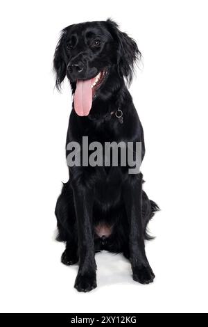 Happy Flat-Coated Retriever dog isolated on at clean white background Stock Photo