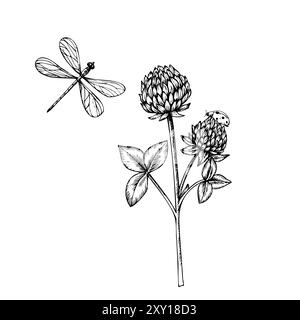 Vector cute ladybug, dragonfly and clover. Hand painted flower. Graphic trefoil isolated on background. Botanical and wedding illustration. For Stock Vector